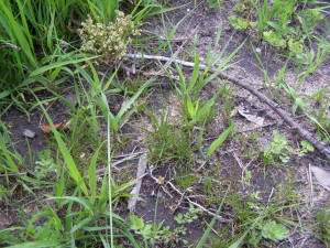 Radiola linoides Na Plachtě v roce 2012 (foto: Romana Prausová)
